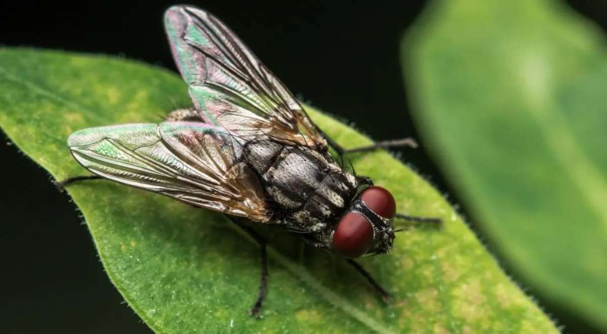 12 interesting facts about flies