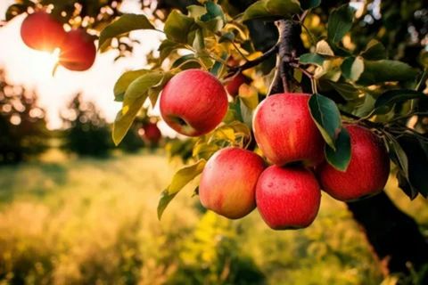 Ripe, red apples hanging from a tree branch in an orchard, with the sunlight filtering through the leaves at sunset.

