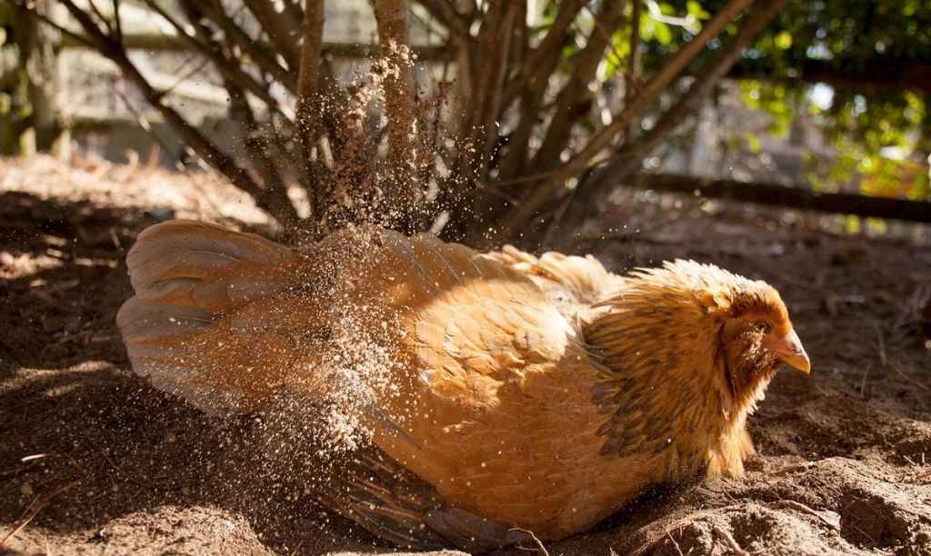 A low-angle, close-up shot of a light brown hen in the middle of a dust bath. The hen is nestled in a shallow depression in the dry, reddish-brown dirt, with its wings and feathers ruffled. A cloud of fine dust and dirt is visible in the air, captured mid-action as it flies up from the hen's vigorous movements. The hen's eyes are mostly closed, and it appears to be enjoying the process. A wooden fence and the base of some leafy bushes are in the background, out of focus. The sunlight highlights the dust particles and the hen's feathers.