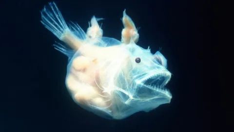 a transparent or bioluminescent deep-sea anglerfish is swimming in the dark depths of the ocean. Its skin is almost see-through, revealing internal organs as a yellowish mass inside its body. The fish has a large mouth full of sharp, needle-like teeth, and its eyes are small and dark. It has several spiky projections on its body, including a prominent lure on its head that appears to be glowing faintly. The overall impression is otherworldly and eerie, highlighting the unique adaptations of deep-sea creatures.








