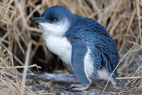 A small penguin with slate-blue feathers on its back and head, and white feathers on its belly, standing among dry, brown grasses. It has a dark beak and is looking forward with light eyes. The penguin appears to be the Little Penguin species, also known as the Fairy Penguin or Blue Penguin.