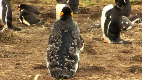 Rear view of a King Penguin in the middle of a catastrophic molt, with large clumps of old, gray-brown feathers shedding to reveal a patch of new, slick black feathers underneath. Other penguins are visible in the background.