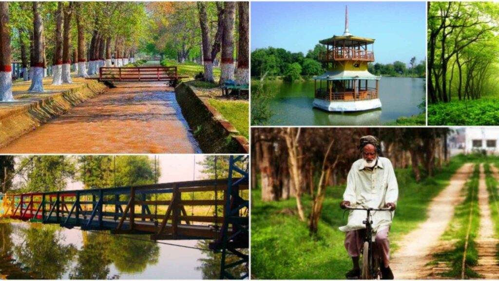 Changa Manga Forest in Pakistan, one of the largest man-made forests in the world, with dense greenery ,park and wildlife habitat.