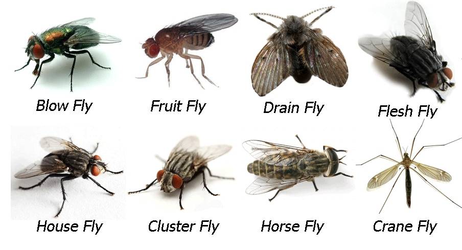 The image displays eight different types of flies, each labeled with its common name. The flies are arranged in two rows, against a white background for clear identification.