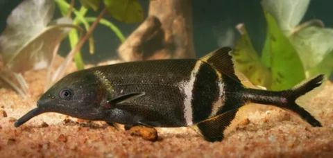 A dark-colored elephant nose fish is resting on a sandy substrate. The fish has a unique, long, downward-curving mouthpart that resembles an elephant's trunk. Its body is black with two distinctive, vertical white stripes. The fish is positioned in a freshwater aquarium setting with a blurry background of green plants and a piece of driftwood.









