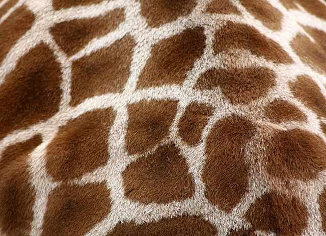  A very close-up, detailed shot of a giraffe's fur. The image shows the intricate pattern of irregular, reddish-brown patches separated by a network of thin, creamy white lines. The texture of the short fur is clearly visible.