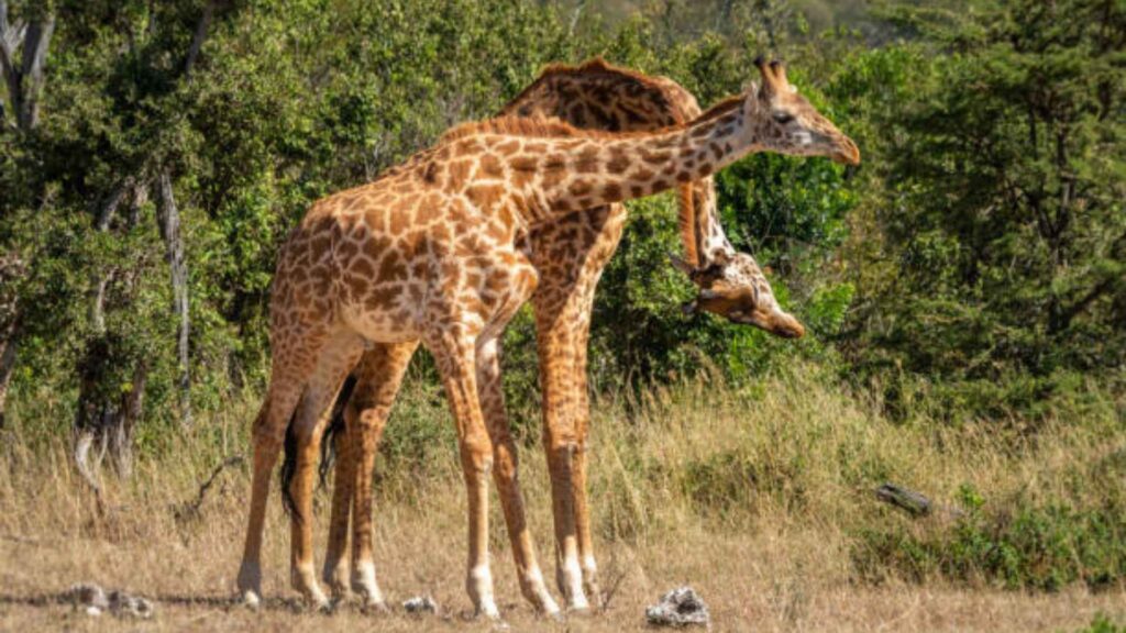 Two male giraffes are engaged in a behavior called "necking" in a grassy, savanna environment. The giraffe on the right is swinging its neck, with its head and ossicones aimed at the body of the other giraffe. The giraffe on the left is positioned with its head held higher, bracing for the impact. Both animals have their necks bent and bodies close together. The background is filled with green foliage and dry grasses.








