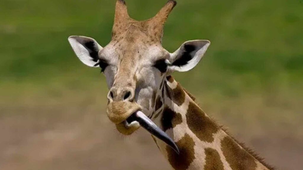 A close-up, eye-level shot of a giraffe's head and neck. The giraffe is holding a long, dark, and seemingly prehensile tongue out of the side of its mouth, which is partially open. The background is a soft-focus mix of green and brown.