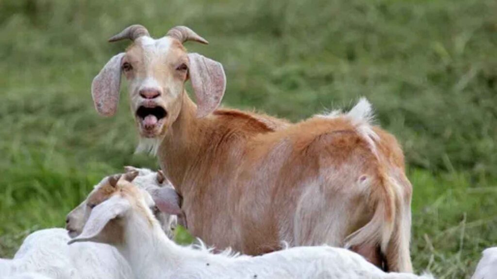 A tan-colored goat with floppy ears and small horns is standing and looking directly at the camera with its mouth open, appearing to be bleating loudly. Its body is partially turned, showing its tail. Below and in front of it are the heads of several white goats, one of which appears to be licking the standing goat's belly. The background is a blurry field of green grass.









