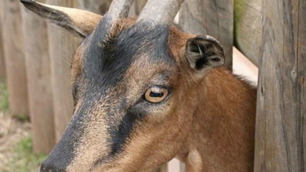 A close-up side profile of a brown and black goat's head. The goat is looking forward, and its distinctive yellow eye with a horizontal, rectangular pupil is clearly visible. Its head is positioned between two weathered wooden fence posts.









