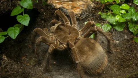 A high-angle close-up photograph of a Goliath Birdeater tarantula (Theraphosa blondi), one of the world's largest spiders. The spider is large and covered in brown hair, resting on dark, damp ground. Its body is massive, and its legs are spread out. Green, heart-shaped leaves and other foliage frame the tarantula on the left and right sides of the image.