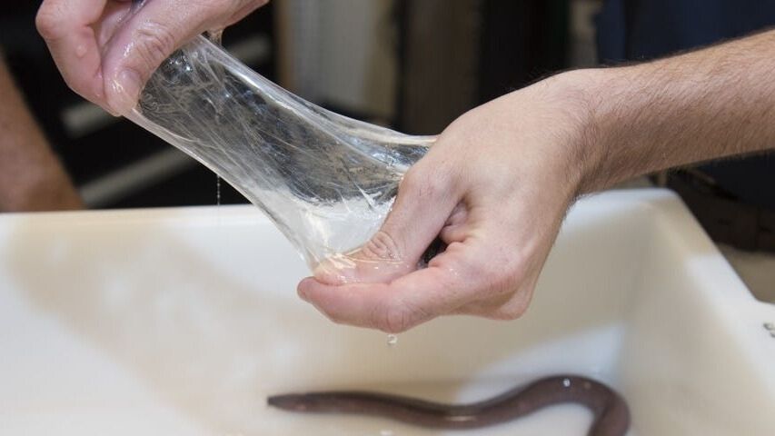 A pair of human hands is holding a large, translucent, slimy mass that has been stretched out and is dripping into a white plastic tub. A long, dark, eel-like creature, likely a hagfish, is visible at the bottom of the tub. The image captures the unique defensive slime that hagfish produce, which is being demonstrated or examined.









