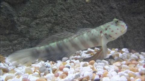A small goby fish is resting on the bottom of an aquarium, which is covered in a mix of small, light-colored pebbles. The fish has a pale, mottled body with faint vertical stripes and small red or pink spots on its head and upper body. Its large, bulging eyes are on top of its head, and its pectoral fins are extended like small legs, propping it up. The background is a dark, textured wall, and the water appears clear.










