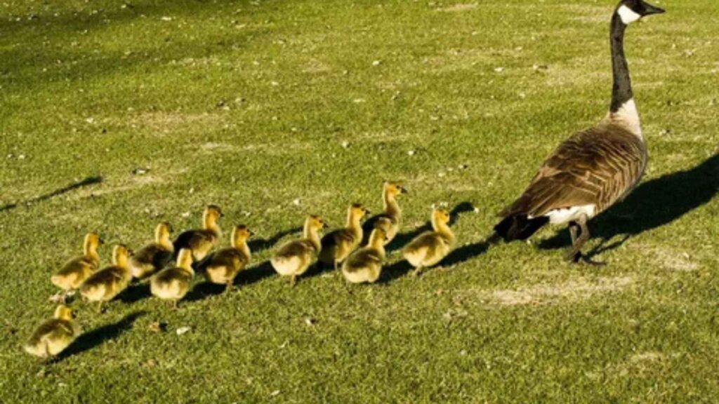 A line of fluffy yellow goslings follows a single adult Canada goose on a patch of green grass.








