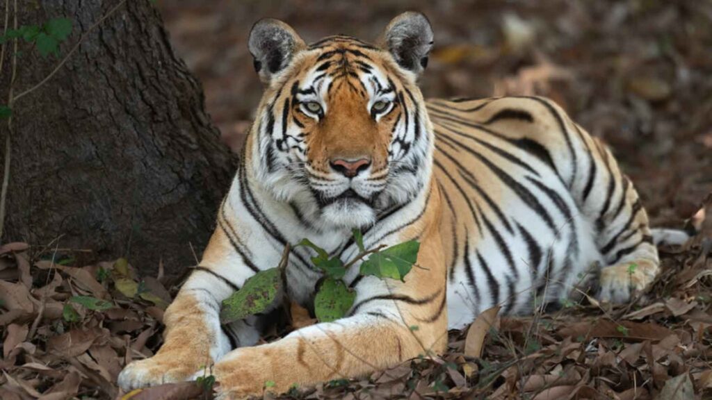  Tiger resting in the wild, representing India as the tiger capital of the world.