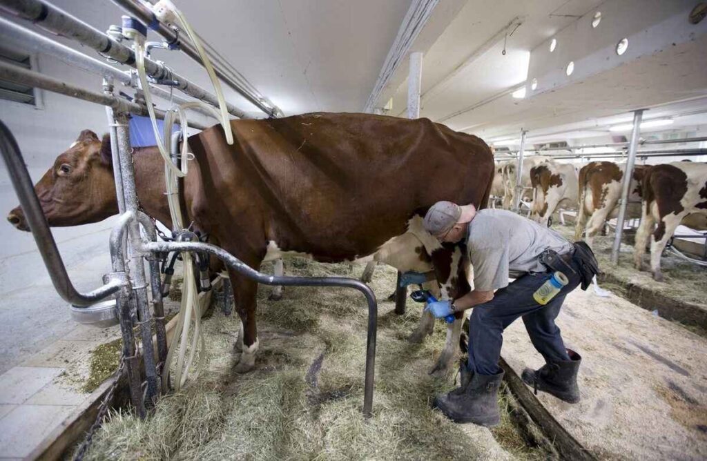  A low-angle shot of a farmer in a gray t-shirt and work boots manually milking a large brown and white cow in a modern barn. The cow is standing in a metal milking stall, and other cows are visible in the background.