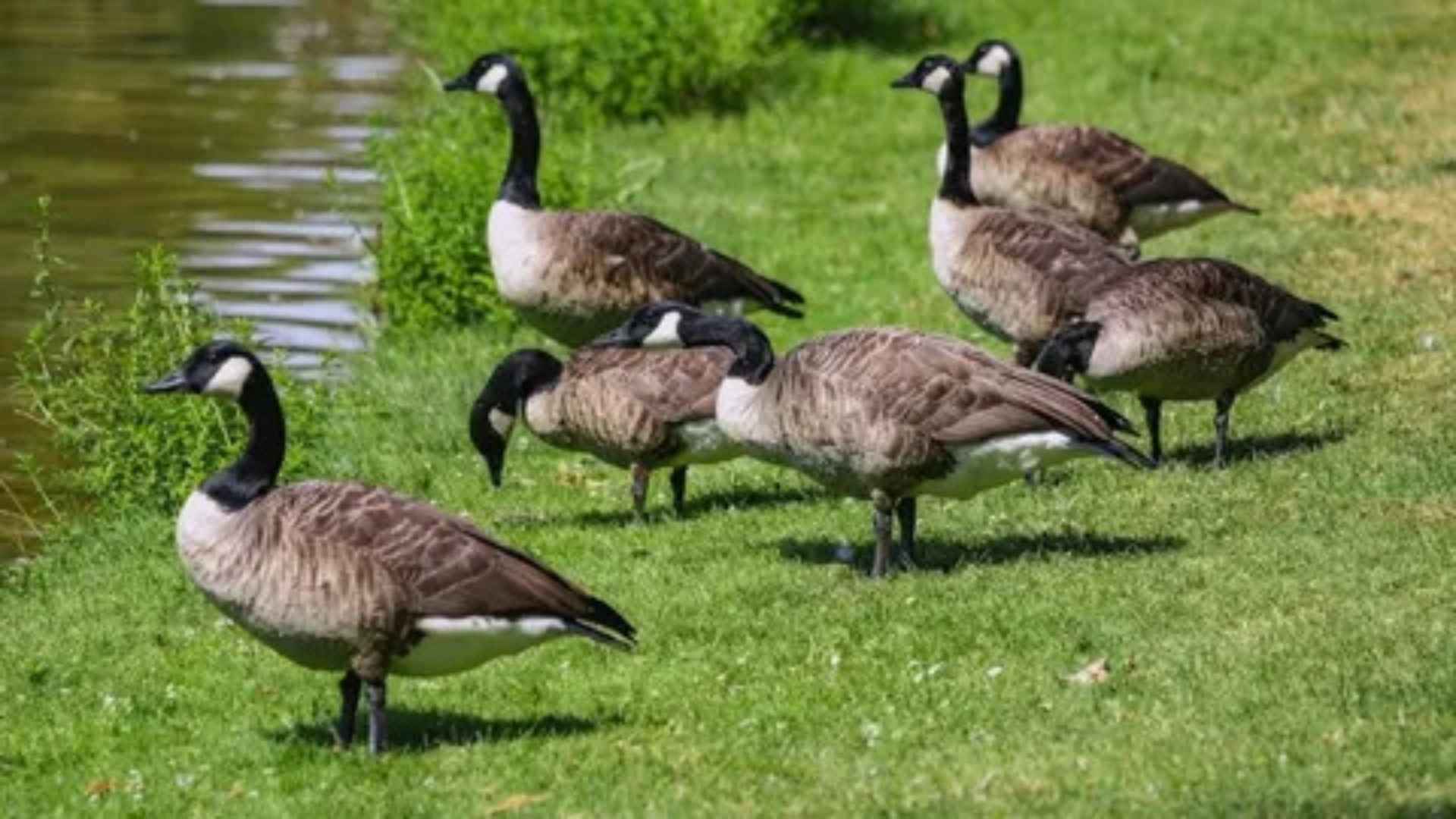 interesting facts about geese