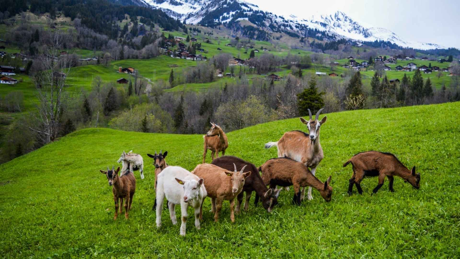 interesting facts about goats