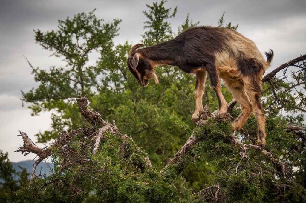 A Moroccan goat with brown and black fur stands precariously on the branches of an argan tree, looking down at the foliage. The tree is leafy and green, with a few dead, gnarled branches. A cloudy gray sky is visible in the background.