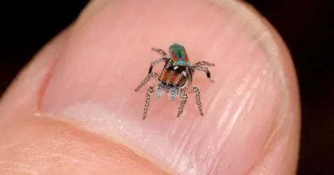 A macro close-up of a tiny, vibrantly colored spider resting on a human fingertip. The spider is exceptionally small, appearing no larger than a speck of glitter, and has an iridescent carapace with patches of green, red, and black. The smooth, light-pink skin of the finger and the cuticle provide a dramatic sense of scale against the minute arachnid.