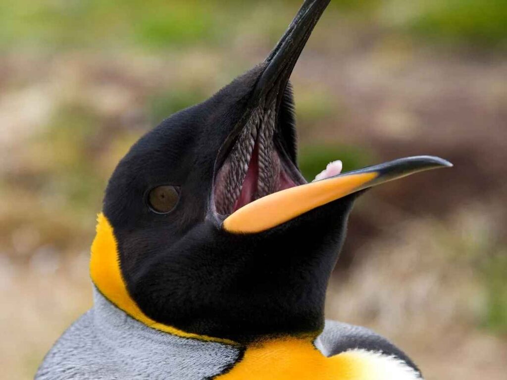 Close-up of a King Penguin with its mouth wide open, showing the spiky, backward-facing papillae inside its beak.