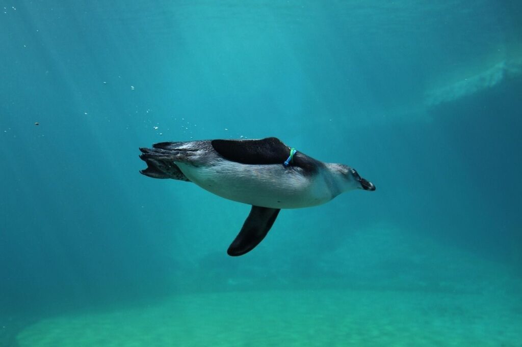 A penguin is captured swimming gracefully underwater in a bright turquoise-blue ocean or tank, using its wings like powerful flippers.