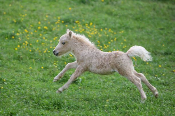 A tiny, cream-colored baby horse, or miniature foal, runs vigorously across a green meadow, with all four legs off the ground.

