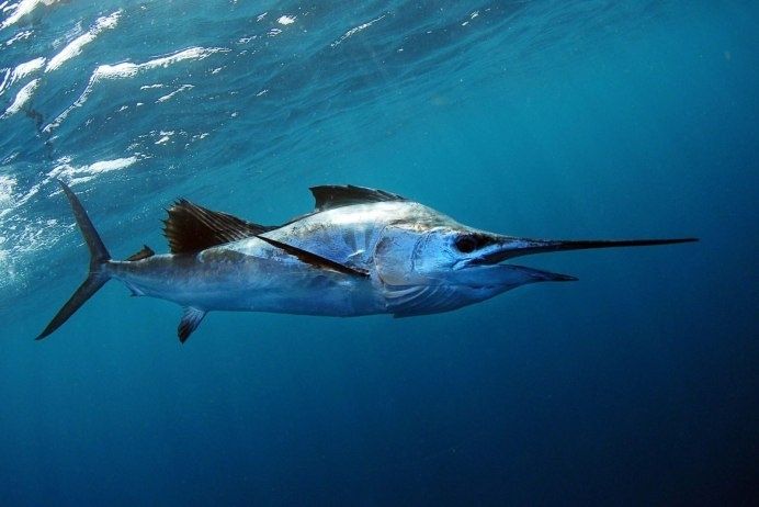 A large sailfish with its distinctive dorsal fin raised is swimming just below the surface of the water. The fish is a silvery-blue color, and the water around it is a deep, clear blue. Sunlight filters down from the surface, creating a dappled effect. The sailfish's long, pointed bill is clearly visible. The overall image is vibrant and captures the fish in its natural habitat.









