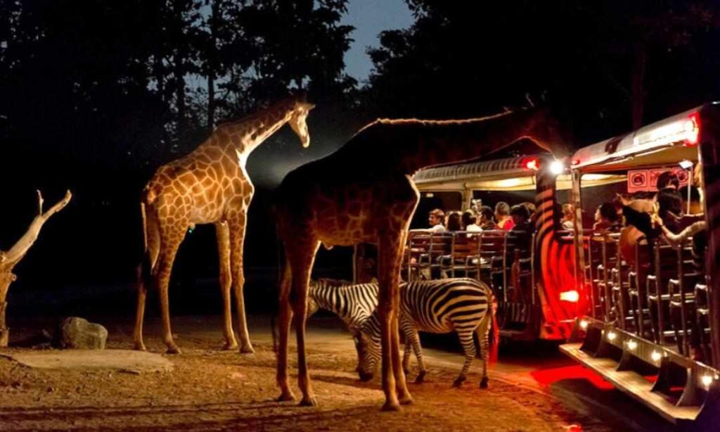The image shows two giraffes and a zebra standing near an open-air tram with people on it. The scene is illuminated by artificial light, suggesting it is nighttime. The tram is red and white, and the people on board are looking at the animals. The animals appear to be a giraffe and a zebra, and the setting looks like a safari park or zoo at night.










