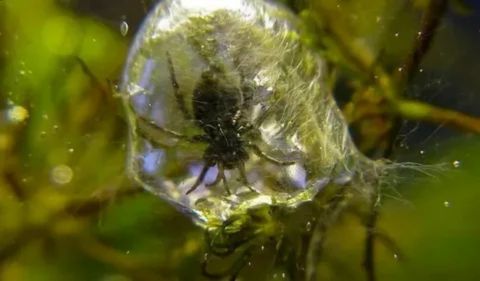 A dark-colored diving bell spider (Argyroneta aquatica) is captured in a close-up photo while residing inside its air-filled silk diving bell underwater. The bell, which looks like a large bubble, is attached to green aquatic plant matter. The spider is centered within the bubble, and its dark form is slightly obscured by the surrounding water and silk fibers.