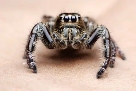 A high-resolution, extreme macro close-up photograph of a jumping spider (likely Phidippus species) looking directly into the camera. The spider has a dark, fuzzy body with brown and tan hairs and large, reflective black eyes. Its powerful, thick front legs are prominent and covered in both light and dark hairs, resting on a smooth, pale brown surface.










