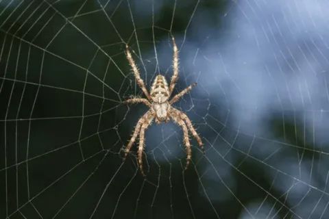 A high-contrast close-up photograph of a tan and brown orb-weaver spider with a distinct, patterned abdomen, resting in the center of its large, intricate, and silvery-white circular web. The background is a soft, blurry mix of dark green and blue, suggesting foliage and the sky, which makes the delicate web and the spider pop into sharp focus.