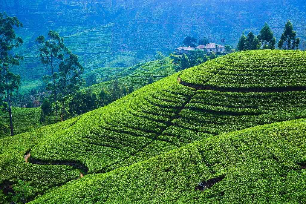 Lush green tea plantations cover rolling hills in a rural landscape. The tea bushes are planted in neat, terraced rows that follow the contours of the land. A few trees are scattered among the fields, and in the distance, a building is visible on a higher ridge.