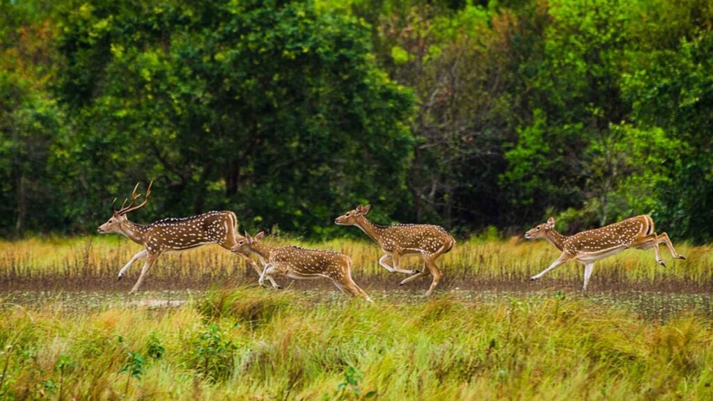 A group of spotted deer, also known as chital, running through a grassy clearing in a dense mangrove forest.