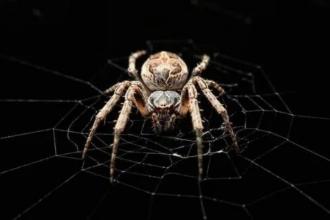 Surprising facts about spiders