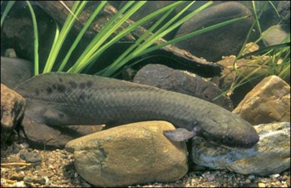 A large Australian lungfish rests on the bottom of a river or aquarium, partially hidden among rocks and aquatic plants. The fish has a long, sturdy, gray-green body covered in large scales. Its small, paddle-like pectoral fins are visible near its head. The surrounding environment is a mix of brown and gray rocks and tall, thin green plants, giving the impression of a natural, freshwater habitat.








