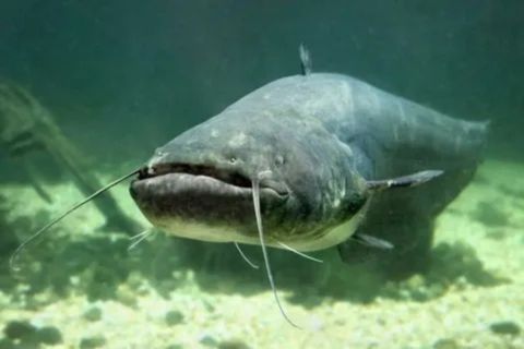 A large, gray-colored catfish is swimming in murky, freshwater. Its distinctive long whiskers, known as barbels, hang down from its mouth. The fish has a broad, flat head and a stocky body. The water is a greenish-brown color, and the bottom is visible with some rocks and sediment. The fish is facing forward, giving a clear view of its unique facial features.








