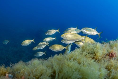 A school of silvery, striped fish is swimming close to a bed of dense, light-colored seaweed or algae. The fish are moving together in a tight group. The water in the background is a deep, clear blue, with sunlight illuminating the scene from above. The overall image captures a tranquil moment of fish in their natural, underwater habitat.









