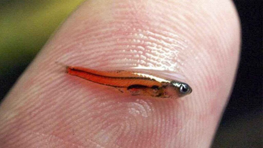 a very tiny, red and orange fish, possibly a Paedocypris progenetica, is resting on the pad of a human fingertip. The fish is so small it only covers a fraction of the finger. Its body is translucent, revealing some internal structures, and its tail is a bright orange-red color. The image highlights the incredibly small size of the fish in comparison to the human skin, which shows distinct ridges and pores.










