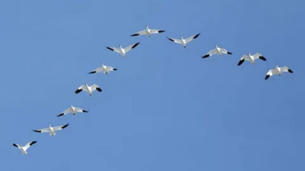A group of geese flies in a V-formation across a clear blue sky.