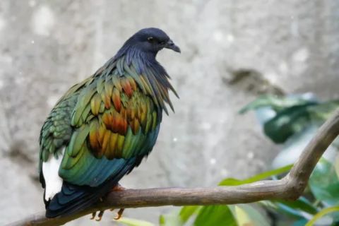 A striking Nicobar pigeon (Caloenas nicobarica) perched on a branch, displaying its brilliant iridescent plumage in shades of metallic green, copper, and blue-green, contrasted with a dark head and a white tail patch."