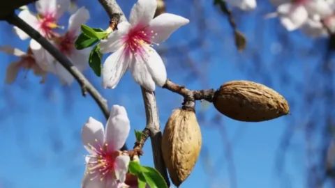 Blooming almond tree with pink-white blossoms and unripe almonds growing on branches under blue sky.
