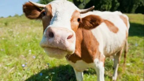 Close-up shot of a brown and white cow's face, highlighting its pink, wet nose (or muzzle) and short horns, as it stands in a sunny green pasture.