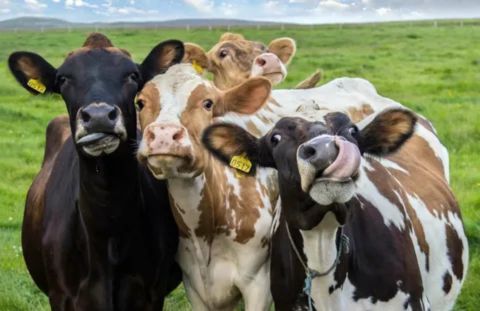unique facts about cows