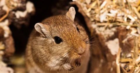 Close-up of a brown, wild-type gerbil poking its head out of a dark burrow entrance or nest. Its large ears and black eyes are visible, and it is surrounded by bedding material, including straw and wood shavings.