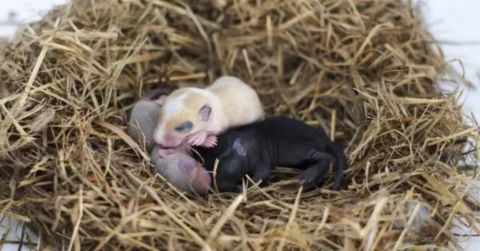 Close-up of three newborn gerbil pups huddled together in a nest made of dried straw. The pups have their eyes closed; one is a pale cream color, another is black, and a third, partly visible one is gray-pink.