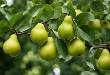 interesting facts about pear
