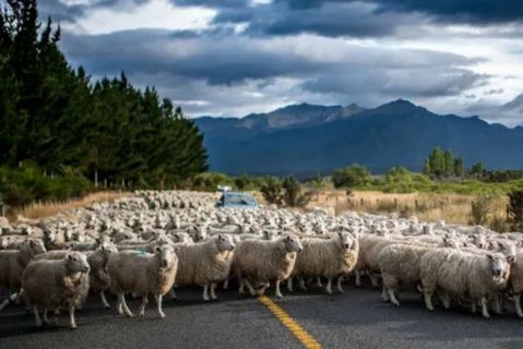 A wide-angle shot of a flock of sheep completely blocking a winding, narrow, paved road in a vast, remote New Zealand mountain landscape with dry golden grass and scrub