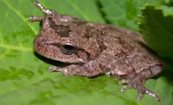 A small brown frog resting on a green leaf, blending in with its surroundings due to its mottled skin pattern.
