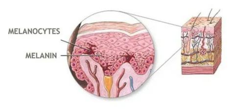 
That's a fantastic image illustrating the location of the cells and pigment responsible for skin color!

The diagram clearly shows the function of the Melanocytes (the pigment-producing cells) and the Melanin (the pigment itself) within the epidermis, the outer layer of the skin.